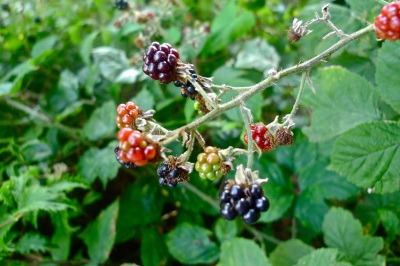 blackberries-P1030351